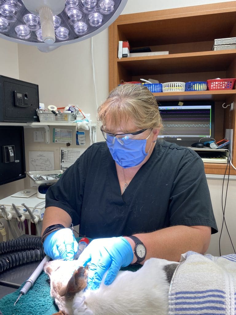 Veterinary technician Amy performing dental surgery