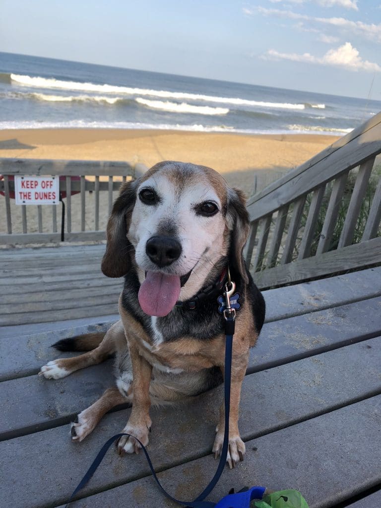 a happy dog sitting on a patio