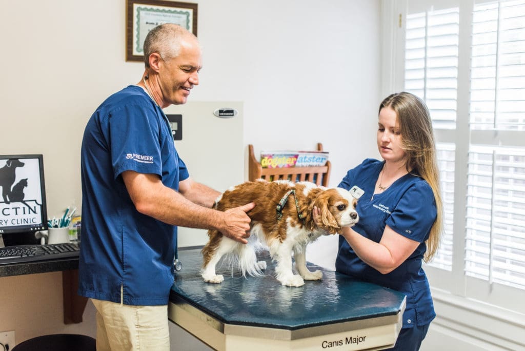 vets examining a dog