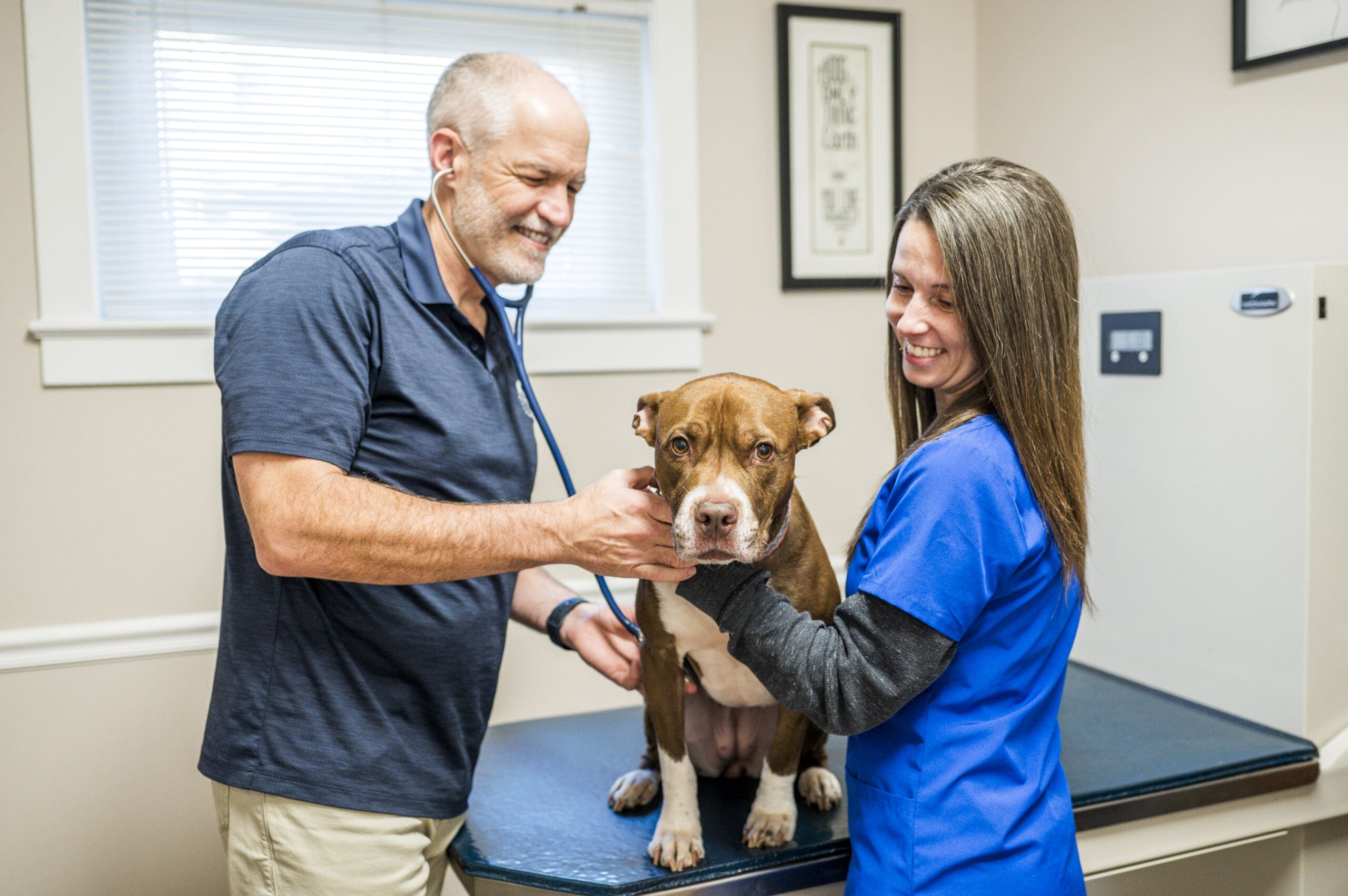 A veterinarian examines a brown dog with a stethoscope in a clinic.