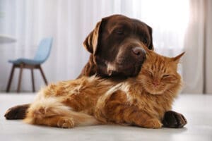 A brown dog and an orange cat snuggle on a white hardwood floor with a table and chair in the background of the photo.