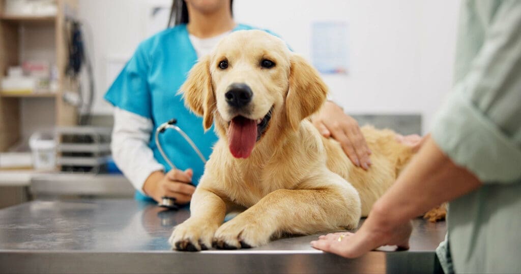 Veterinarian gently examining a golden retriever during a pet wellness exam at a veterinary clinic.