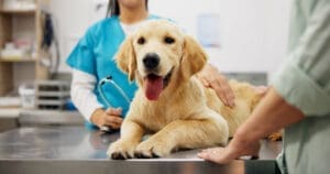 Veterinarian gently examining a golden retriever during a pet wellness exam at a veterinary clinic.