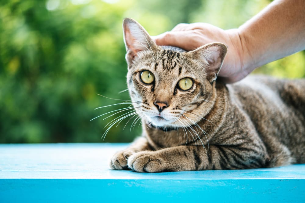 A person petting a cat's head.
