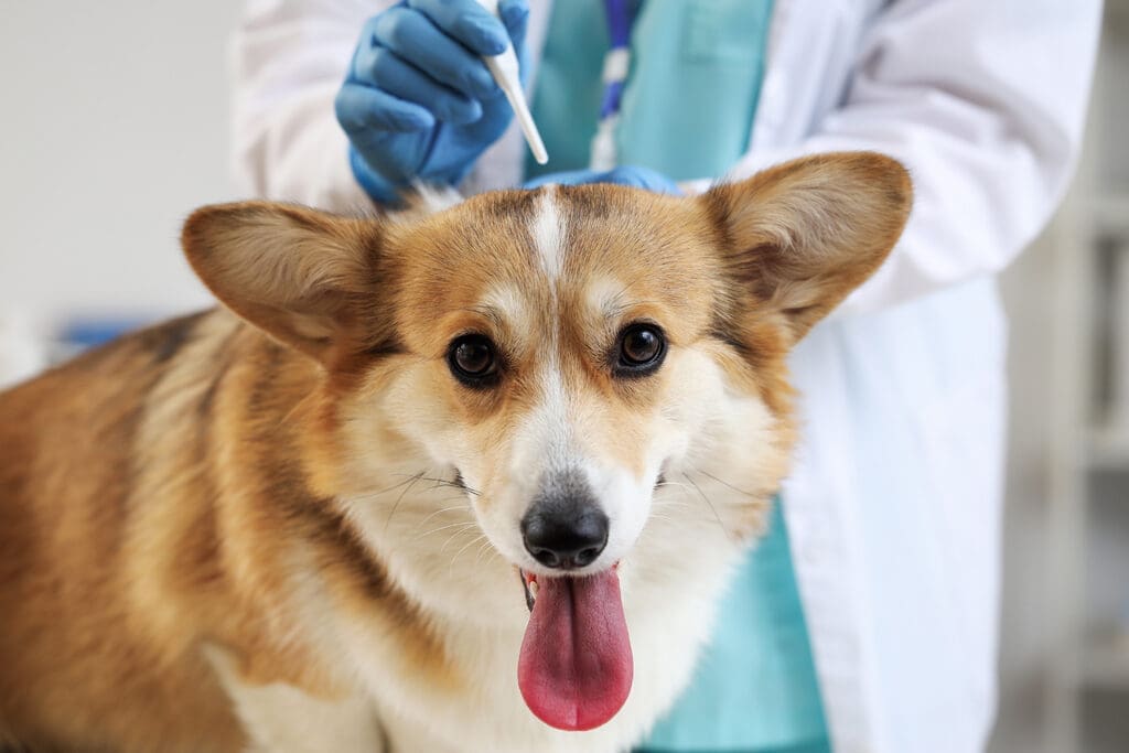 Veterinarian applying flea prevention treatment to a dog.