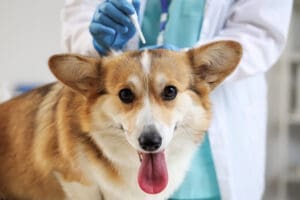 Veterinarian applying flea prevention treatment to a dog.