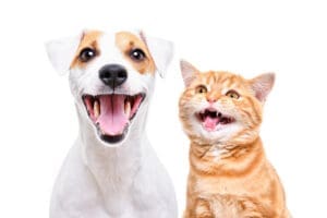 Happy dog and kitten with healthy teeth.