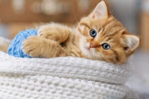 Kitten wrapped in a yarn blanket.