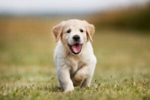 Golden retriever puppy playing on green grass.