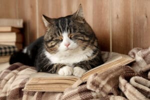 Cat resting on a plaid blanket.