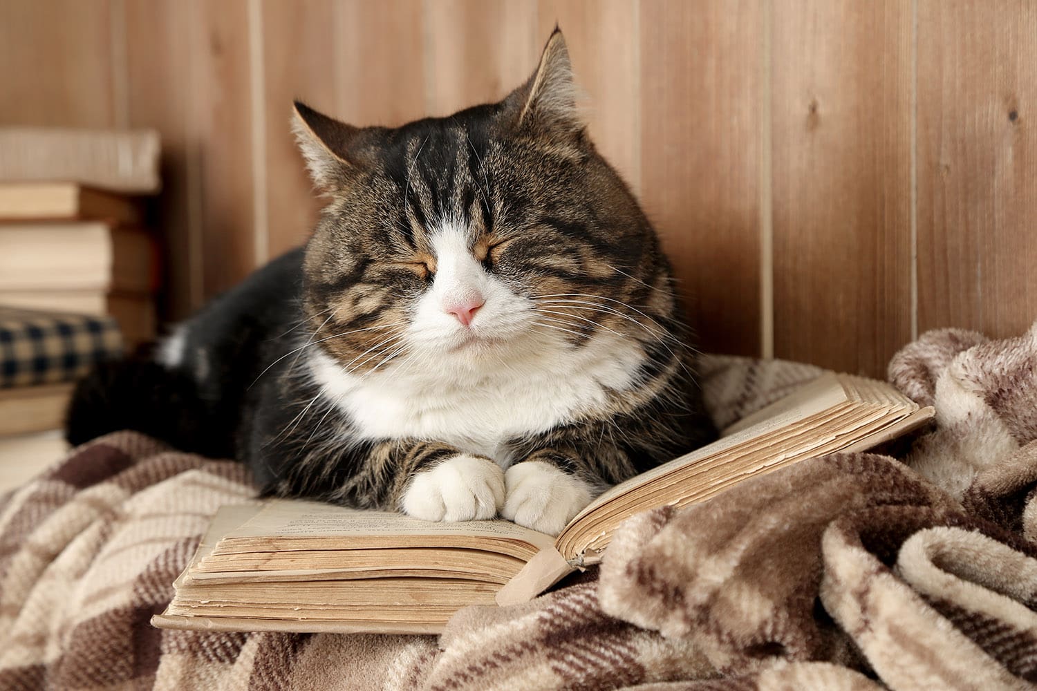 Cat resting on a plaid blanket.