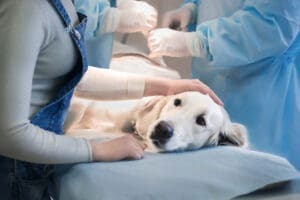 Veterinarian preparing a dog for surgery